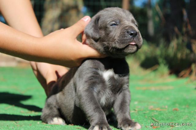 Magnifique et adorable cane corso 