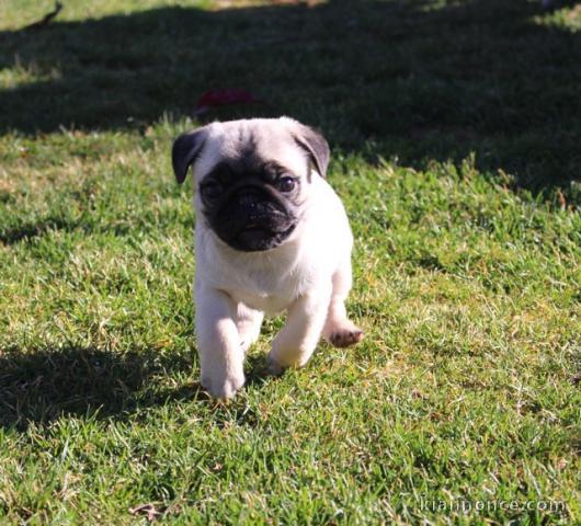 Magnifique et adorable chiot carlin 