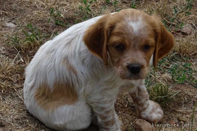 Magnifique et adorable chiot epagneul breton 