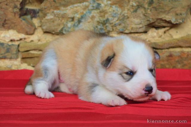 Magnifique et adorable chiot husky siberien 