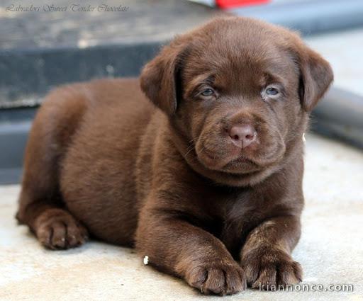 Magnifique et adorable chiot labrador 