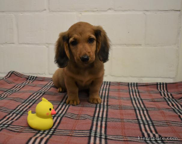 Magnifique et adorable chiot teckel 