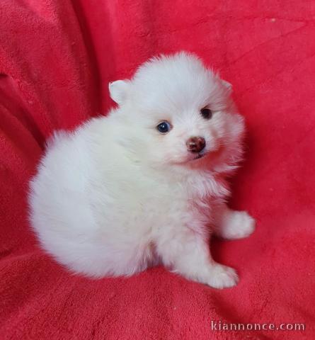 À donner chiot spitz pomeranien femelle blanche