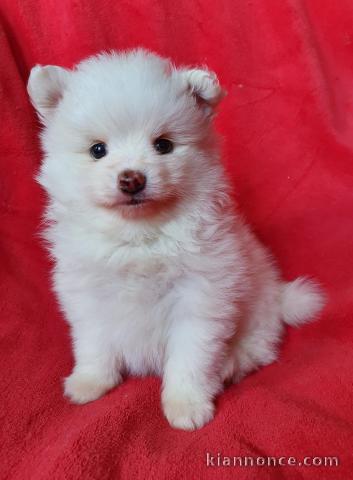 À donner chiot spitz pomeranien femelle blanche