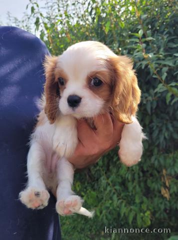 Chiots cavalier king charles femelle blenheim à donner