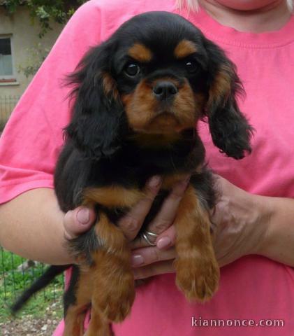 Chiots cavalier king charles femelle blenheim à donner