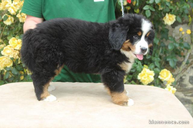 Chiot bouvier bernois femelle à adopter