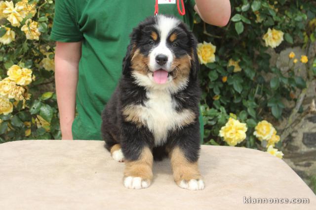 Chiot bouvier bernois femelle à adopter