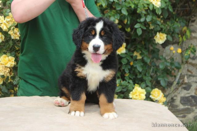 Chiot bouvier bernois femelle à adopter