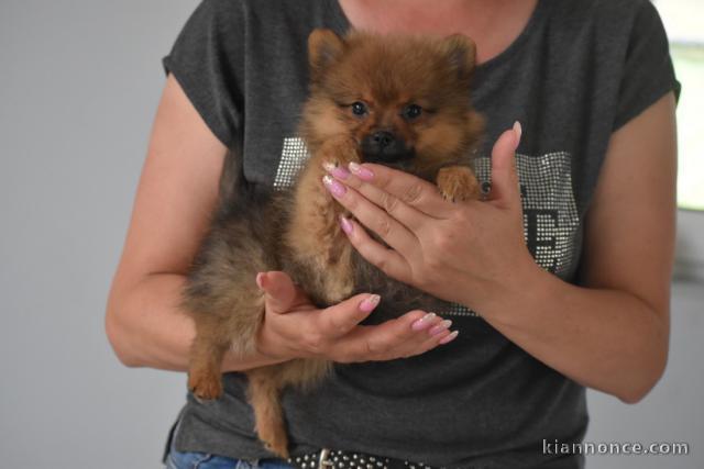 A adopter chiots spitz nain allemand femelle