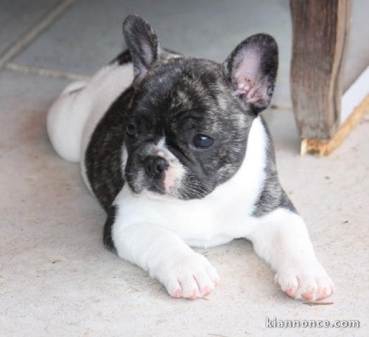 Je donne chiot bouledogue français femelle lof