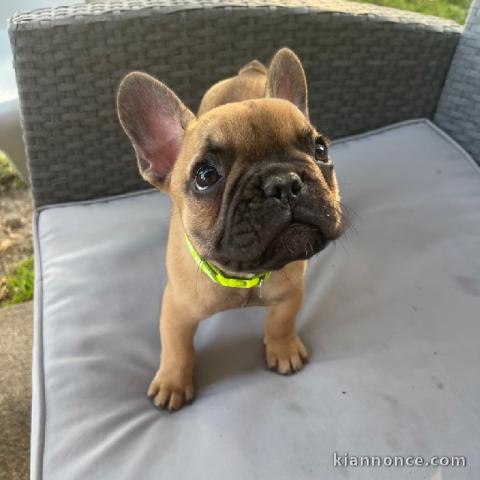 Je donne chiot bouledogue français femelle rouge