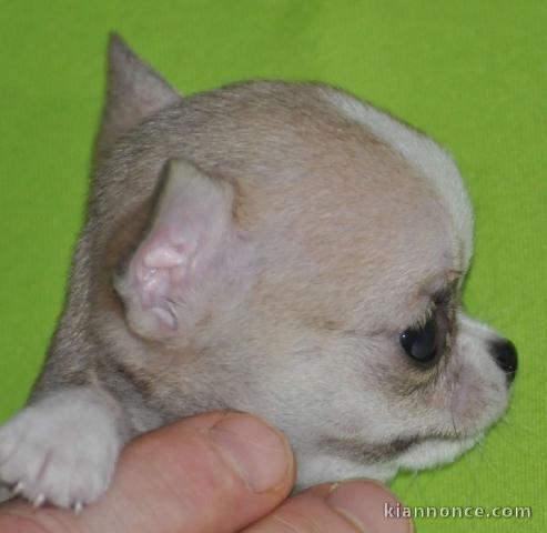 Je donne magnifique chiot chihuahua femelle