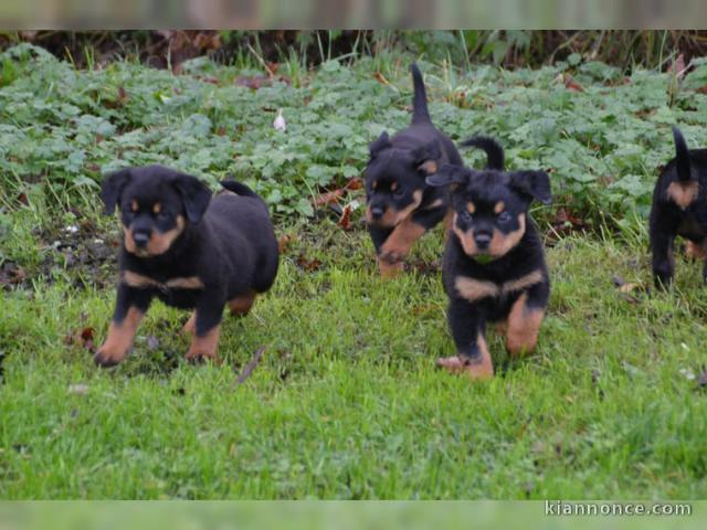 CHIOTS DE RACE ROTTWEILLER