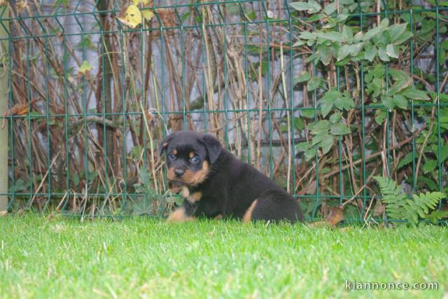 Superbe Rottweiler a donner  