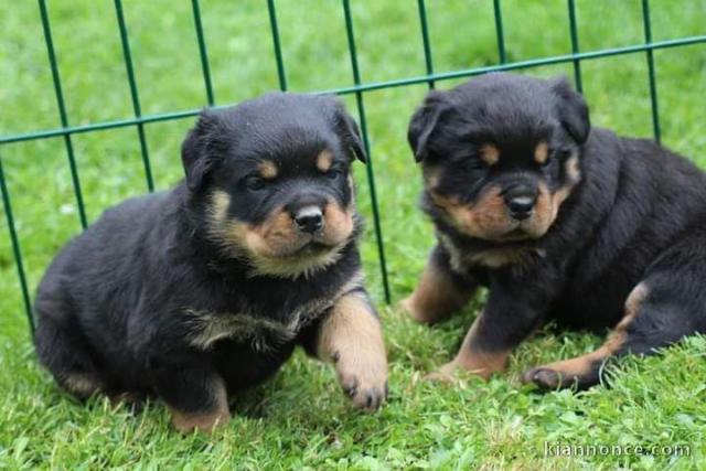 Superbe Rottweiler a donner  