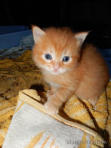 chaton Siberien âgé de 3 mois