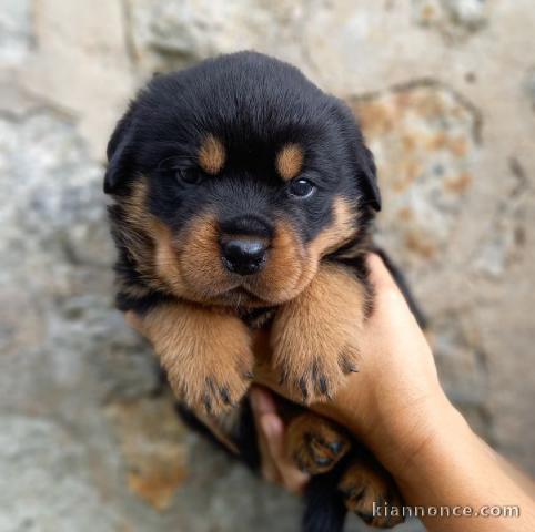 Magnifique chiots Rottweiler