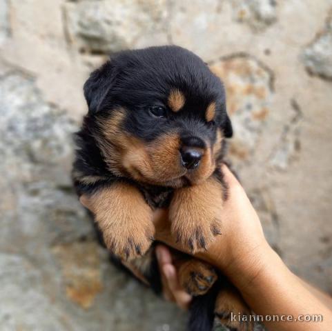 Magnifique chiots Rottweiler