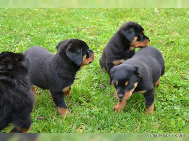 CHIOTS DE RACE ROTTWEILLER