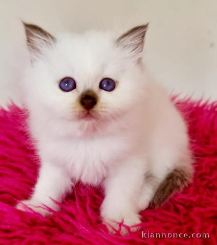  chaton sacré de Birmanie âgés de 3 mois