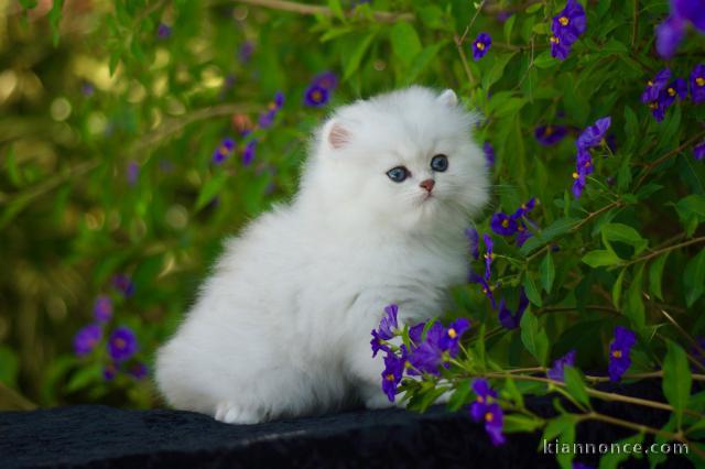 adoption magnifique chaton Persan Chinchilla âgé de 3 mois