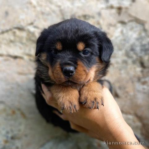 Magnifique chiots Rottweiler lof