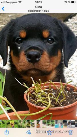 Magnifique chiots Rottweiler lof