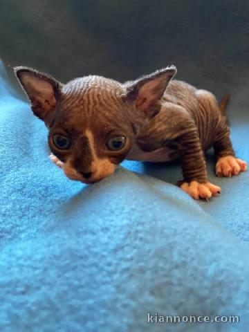 adoption magnifiques chaton sphynx âgés de 3 mois