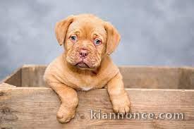 Dogue de Bordeaux à l\