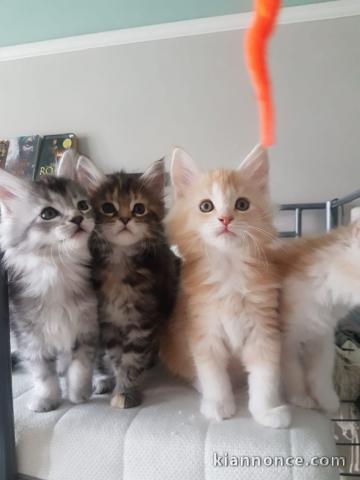 Chatons Maine coon a donner