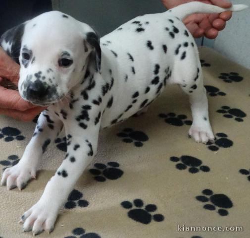 Donne chiot type Dalmatien 