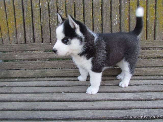 Superbes chiots husky femelle et mâle disponible