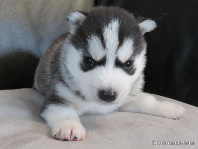 Superbes chiots husky femelle et mâle disponible