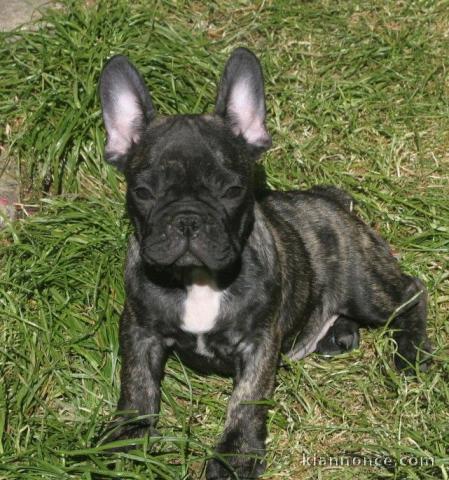 Donne chiot type Bouledogue français