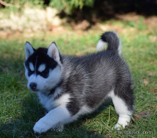 Donne chiot type Husky Sibérien