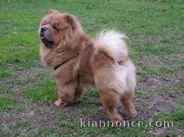 Donne chiot type Chow chow 