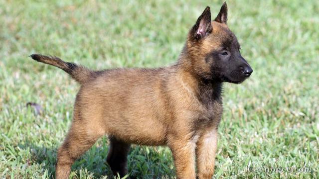 A donner chiot type Berger Malinois 