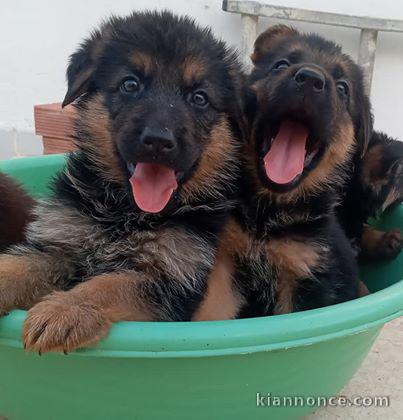 magnifiques Chiots Berger Allemand LOF 1 mâle et femelles