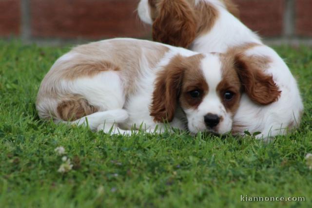 Cavalier King Charles déjà a jour