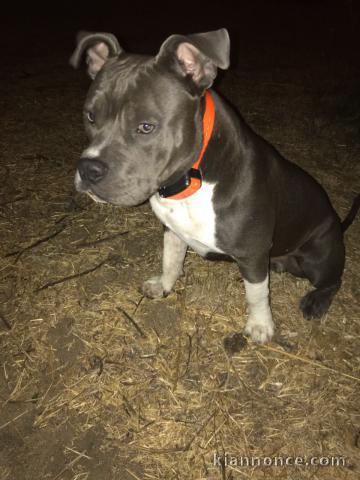 chiot bully 9 mois gris et blanc 