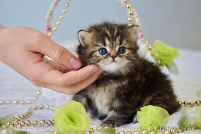 adoption magnifique chaton Persan Chinchilla âgé de 3 mois