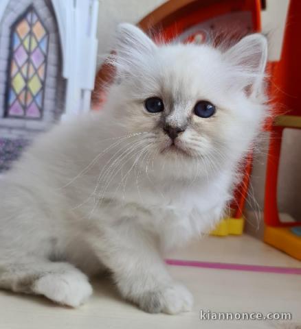 adoption magnifiques chaton sacré de birmanie âgés de 3 mois