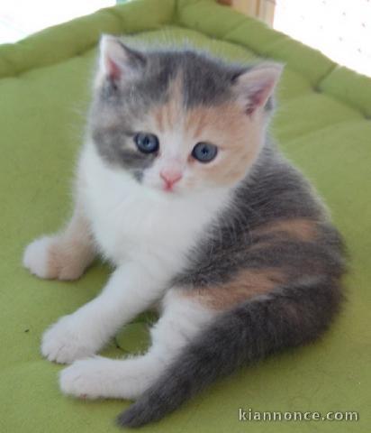 adoption magnifiques chaton British Shorthair âgés de 3 mois