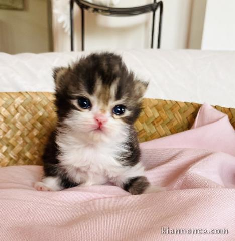 adoption magnifiques chaton Scottish fold âgés de 3 mois