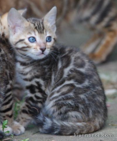 adoption chaton Bengal âgés de 3 mois