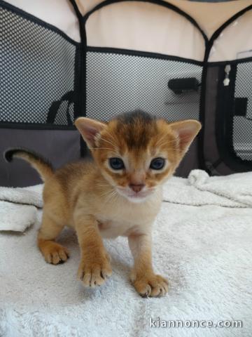 adoption magnifiques chaton Abyssin âgés de 3 mois