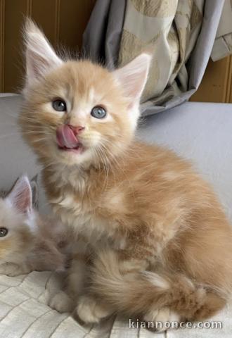 adoption magnifique chaton Maine Coon âgé de 3 mois