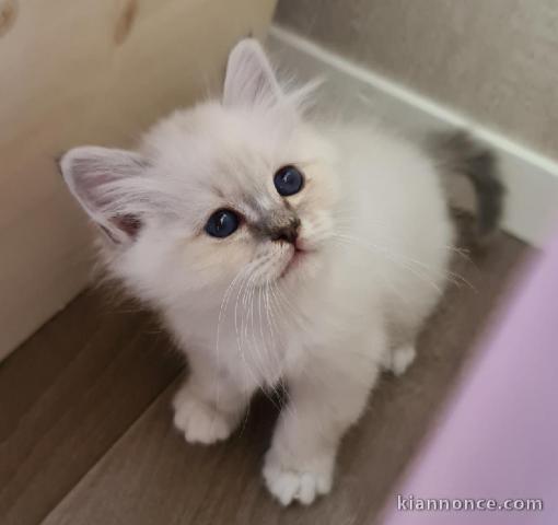 adoption magnifiques chaton sacré de birmanie âgés de 3 mois.