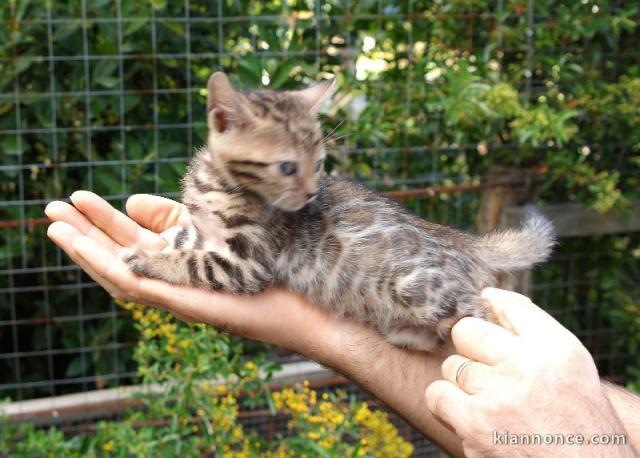 adoption chaton Bengal âgés de 3 mois